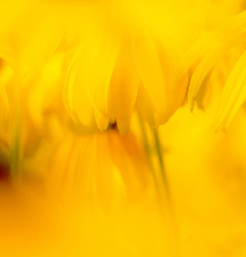 Yellow_image_Desktop.jpg